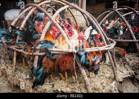 Des poulets dans un panier, scène de rue du marché, Mercato d'Addis Abeba, Addis Ababa, Ethiopie, région Oromia Banque D'Images