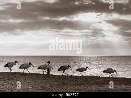 Ibis sacré (Threskiornis africains aethiopicus) sur la plage de Fuerteventura, Îles Canaries, Espagne. Banque D'Images