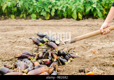 Gâtés pourris légumes aubergine se trouvent sur le terrain. mauvaise récolte concept. déchets de production, les maladies des plantes. L'agriculture, de l'agriculture. L'utilisation de l'agro- Banque D'Images