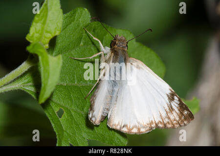 Laviana White-Skipper Heliopetes, laviana, homme Banque D'Images