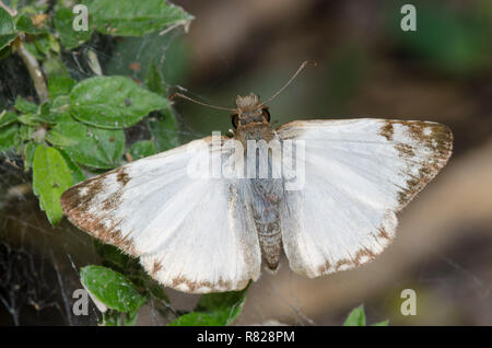 Laviana White-Skipper Heliopetes, laviana, homme Banque D'Images