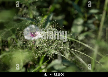 Nature morte Banque D'Images