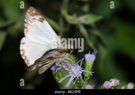 Laviana White-Skipper Heliopetes, laviana, homme sur la brume fleur, Conoclinium sp. Banque D'Images