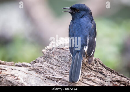 Magpie Oriental-robin (Copsychus saularis) assis sur un arbre dans le parc national de Keoladeo Ghana, Bharatpur, Inde. Le parc a été déclaré un karatéka protégées Banque D'Images