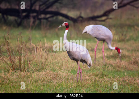 Grues Sarus (Grus antigone) dans le parc national de Keoladeo Ghana, Bharatpur, Rajasthan, Inde. Sarus crane est le plus grand des oiseaux. Banque D'Images