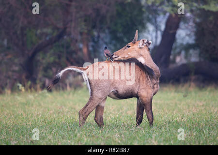 Des hommes avec Brahminy myna assis sur lui dans le parc national de Keoladeo, Bharatpur, Inde. Nilgai est la plus grande antilope d'Asie et est endémique à la Banque D'Images