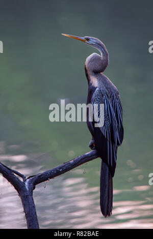 Anhinga melanogaster Oriental (dard) assis sur un arbre dans le parc national de Keoladeo Ghana, Bharatpur, Inde. Le parc a été déclaré vicoforte figurent protégées Banque D'Images