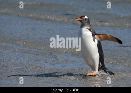 Îles Malouines, l'Île Saunders. Gentoo pingouin sur plage. Banque D'Images