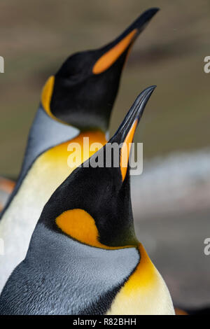 La Grande-Bretagne, à l'ouest des îles Malouines, l'Île Saunders. Détail de la tête de pingouin King. Banque D'Images