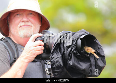 Friendly moucherolle Galapagos assis sur un pare-soleil, l'île de Santiago au Parc National des Galapagos, Equateur. Les îles Galapagos sont classées au Patrimoine Mondial Banque D'Images