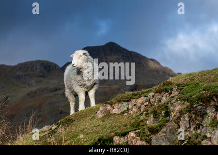 Le pâturage des moutons Herdwick est tombé dans le temps, après The Langdales tupping au début de l'hiver. , Cumbria (Royaume-Uni) Banque D'Images