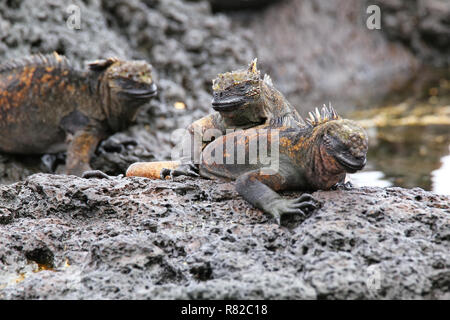 Iguanes marins sur l'île de Santiago au Parc National des Galapagos, Equateur. Iguane marin se trouve uniquement sur les îles Galapagos Banque D'Images