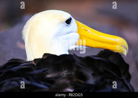 Portrait de l'albatros des Galapagos (Phoebastria irrorata) sur l'île d'Espanola, parc national des Galapagos, Equateur. L'albatros des Galapagos se reproduit principalement sur Espan Banque D'Images