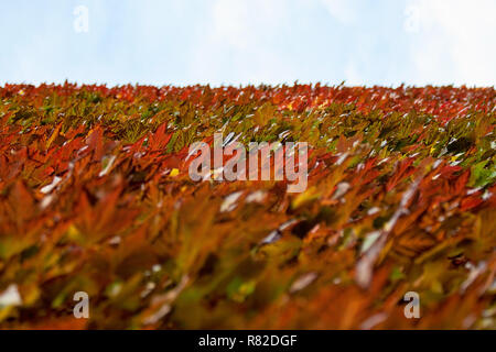 De couleur brun-rouge et jaune de plus en plus sur le mur de lierre, ciel bleu et blanc dans la distance. Abstraite automne arrière-plan. Banque D'Images