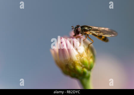 Hoverflies, parfois appelées mouches de fleurs, ou des syrphes, composent la famille des Syrphidae Banque D'Images