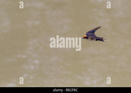 La faune de l'Afrique du Sud : fil-tailed swallow juvénile en vol (Hirundo smithii), volant au-dessus de l'eau Banque D'Images