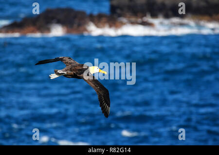 Albatros des Galapagos (Phoebastria irrorata) en vol sur l'île d'Espanola, parc national des Galapagos, Equateur. L'albatros des Galapagos se reproduit principalement sur Espanol Banque D'Images