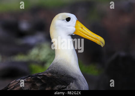 Portrait de l'albatros des Galapagos (Phoebastria irrorata) sur l'île d'Espanola, parc national des Galapagos, Equateur. L'albatros des Galapagos se reproduit principalement sur Espan Banque D'Images