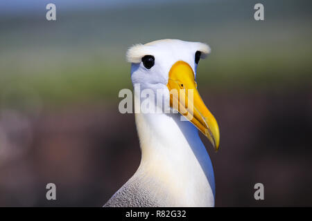 Portrait de l'albatros des Galapagos (Phoebastria irrorata) sur l'île d'Espanola, parc national des Galapagos, Equateur. L'albatros des Galapagos se reproduit principalement sur Espan Banque D'Images