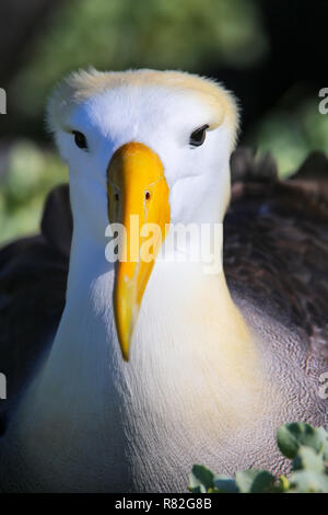 Portrait de l'albatros des Galapagos (Phoebastria irrorata) sur l'île d'Espanola, parc national des Galapagos, Equateur. L'albatros des Galapagos se reproduit principalement sur Espan Banque D'Images