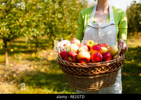 Jeune femme détient panier tressé avec des pommes Banque D'Images