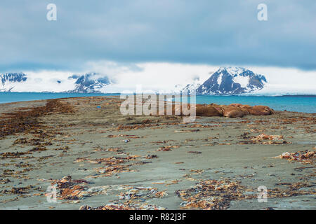 Le morse (Odobenus rosmarus), colonie Sarstangen, le Prince Charles, l'île d'avant-pays l'île de Spitzberg, archipel du Svalbard, Norvège Banque D'Images