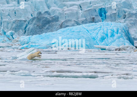 Femme ours polaire (Ursus maritimus) saute au-dessus de glace flottante en face d'un iceberg, bleu, Björnsundet Hinlopen Strait, île de Spitsbergen, Svalbard Archi Banque D'Images