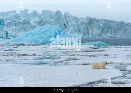 Femme ours polaire (Ursus maritimus) reposant sur le packice en face d'un iceberg, bleu, Björnsundet Hinlopen Strait, île de Spitsbergen, Svalbard Archipel Banque D'Images