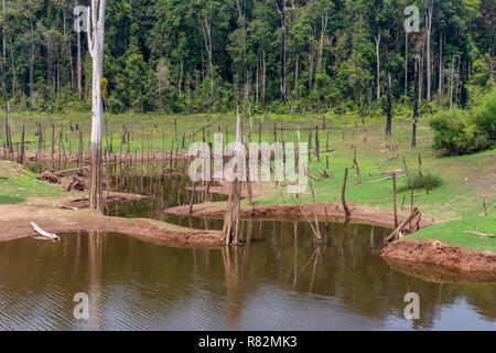 Thakhek, Laos - 20 Avril 2018 : arbres morts entourée de forêt près de Nam Theun village dans le sud du Laos durant la saison sèche Banque D'Images