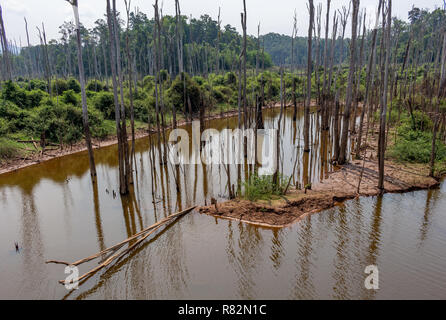 Thakhek, Laos - 20 Avril 2018 : arbres morts entourée de forêt près de Nam Theun village dans le sud du Laos durant la saison sèche Banque D'Images