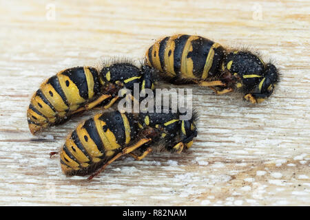 3 reine de guêpes (Vespula germanica) l'hibernation sous split dans le journal. Tipperary, Irlande Banque D'Images