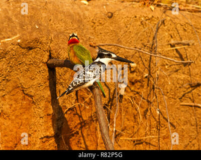 Kigfishers pied creusent souvent leurs nids de tunnel en marge de l'oie rieuse Bee-Eater colonies. L'avantage évident est la sécurité en chiffres Banque D'Images