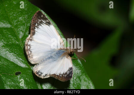 Laviana White-Skipper Heliopetes, laviana, homme Banque D'Images