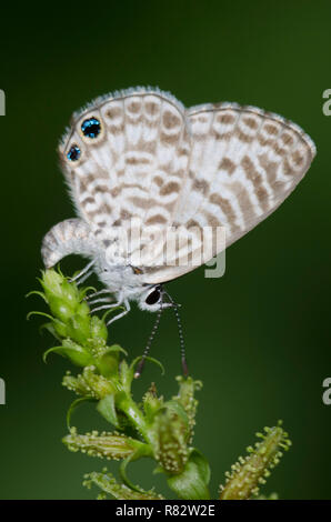 Leptotes cassius Cassius, Bleu, femelle pondre sur Plumbago, Plumbago sp. Banque D'Images