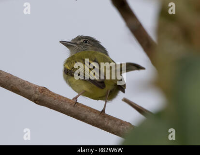 Olive-jaune moucherolle vert (Tolmomyias sulfurescens) Banque D'Images