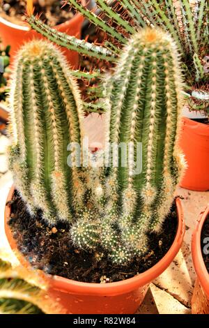 Trichocereus huascha cactus dans le jardin Banque D'Images