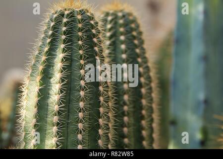 Trichocereus huascha cactus dans le jardin Banque D'Images