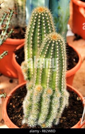 Trichocereus huascha cactus dans le jardin Banque D'Images