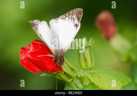 Laviana White-Skipper Heliopetes laviana, homme, sur la Pac, Turk Malvaviscus drummondii Banque D'Images