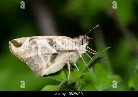 Laviana White-Skipper Heliopetes, laviana, homme Banque D'Images