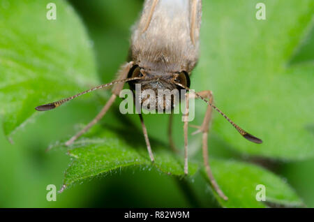 Laviana White-Skipper Heliopetes, laviana, homme Banque D'Images