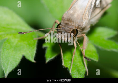 Laviana White-Skipper Heliopetes, laviana, homme Banque D'Images