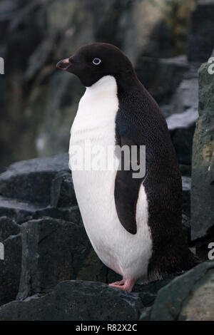 Adelie penguin debout sur les rochers de l'île detaille péninsule antarctique antarctique Banque D'Images