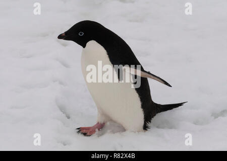 Adelie penguin walking in snow île detaille péninsule antarctique antarctique Banque D'Images