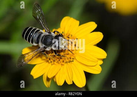 Abeille coupeuse, Megachile sp., nourriture dans Skeleton-Leaf stenoloba Viguiera, Goldeneye Banque D'Images