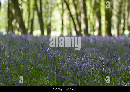 Une faible profondeur de champ de tir Bluebells croissant dans une forêt ombragée au printemps Banque D'Images