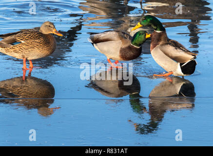 Deux canards colverts (Anas platyrhynchos)) se battent sur la glace avec reflet dans l'eau bleu vif à Ada Hayden Park, Ames, Iowa, USA Banque D'Images