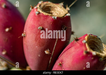 Macro close up of red de figuiers de barbarie qui croissent sur un cactus Banque D'Images