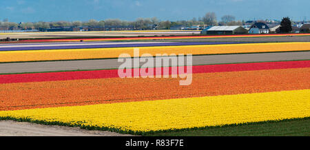 Les couleurs de l'image magnifique de tulipes dans les champs entourant les jardins de Keukenhof, Lisse, Hollande, Pays-Bas Banque D'Images