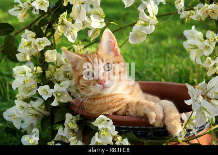 Jeune chat de gingembre, 3 mois, couché dans un pot de fleurs avec des bougainvilliers blanc Banque D'Images
